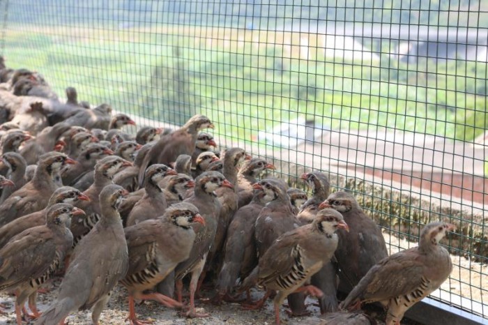 鹧鸪鸟豚鼠海狸鼠养殖的主页 - 自拍秀